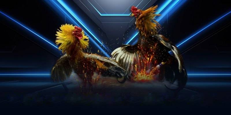 Bí quyết chơi đá gà trực tiếp nằm ở quan sát và kiểm soát