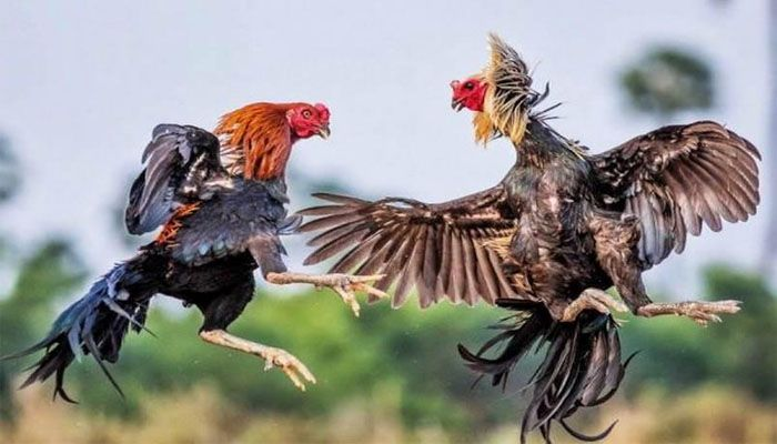 Quản lý vốn là yếu tố cốt lõi khi chơi đá gà 8xbet