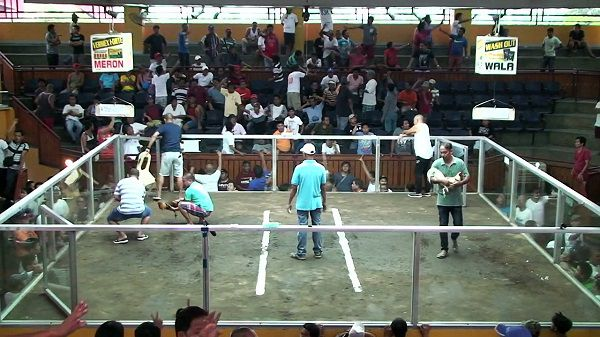 Chất lượng chiến kê Thomo tạo nên nhịp trận rõ ràng và cuốn hút