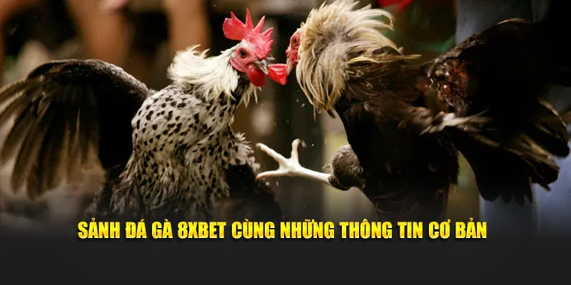 Sảnh đá gà 8xbet mang đến trải nghiệm rõ ràng và dễ theo dõi